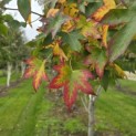 Liquidambar styraciflua - 1