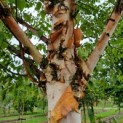 Betula albosinensis 'Fascination' - zilverberk