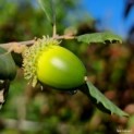 Quercus Suber - Afbeelding eikel