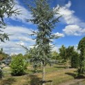 Cedrus libani 'Glauca' - 2