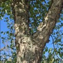 betula nigra - 3