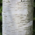 Betulus utilis Doorenbos (Jacquemontii) - Foto 2