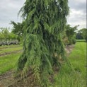 Cedrus deodara 'Pendula' - 2