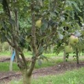 Malus domestica 'Red Elstar' - 1