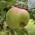 Malus domestica 'Red Elstar' - 2