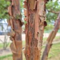 Acer griseum - Foto 2