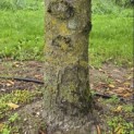 Carpinus betulus 'Fastigiata' (Frans Fontaine) - 2