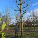 Platanus x hispanica - 2