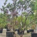 Arbutus unedo - Foto 1