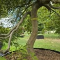 Acer palmatum 'Shigure bato' - 2