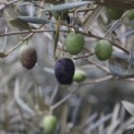 Olea