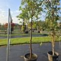 Acer griseum - Foto 5