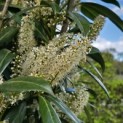 Prunus laur. Caucasica - Foto 5