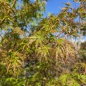 Acer palmatum 'Seiryu' - Foto 8