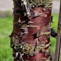 Prunus serrula - 3