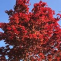 Acer palmatum 'Bloodgood' - 7