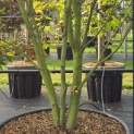 Acer palmatum 'Orange Dream' - Foto 1