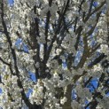 Prunus Umineko - Foto 1