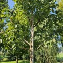 Prunus avium 'Regina' - Foto 2