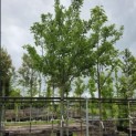 Prunus domestica 'Opal' - 1