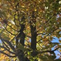 Fagus sylvatica 'Atropunicea' - 3