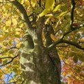 Fagus sylvatica 'Atropunicea' - 2