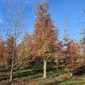 Fagus sylvatica 'Atropunicea' - 4