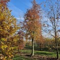 Fagus sylvatica 'Atropunicea' - 5