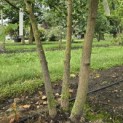 Ginkgo biloba - Foto 1