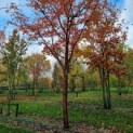 Acer griseum x nikoense - Foto 1