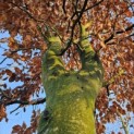 Fagus sylvatica 'Atropunicea' - 1