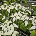 Cornus kousa - Foto 5