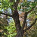 Betula nigra - 5