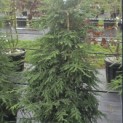 Tsuga canadensis - Foto 1