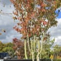 Prunus 'Sunset Boulevard' - 3