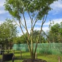 Albizia julibrissin - 1