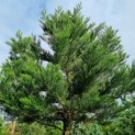 Sequoiadendron giganteum - 1