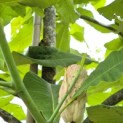 Magnolia tripetala - 5
