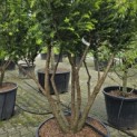 Taxus baccata - 2