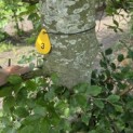 Fagus sylvatica - 6