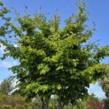 Parrotia persica - 2