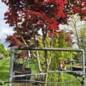 Acer palmatum 'Bloodgood' - 6