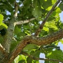 Quercus pontica - 2