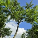 Rhus typhina - 3