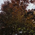 Fagus sylvatica 'Atropunicea' - 3