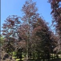 Fagus sylvatica 'Atropunicea' - 2