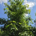 Liquidambar Styraciflua - Foto 5