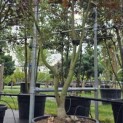Acer palmatum 'Bloodgood' - Foto 1
