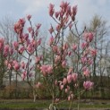Magnolia 'Heaven Scent' - 1