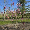 Magnolia 'Lennei' - 1